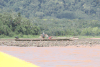Fisherman Beni River