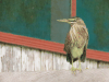 Striated Heron (Butorides striata)