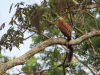 Black-collared Hawk (Busarellus nigricollis)