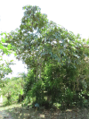 Amazon Tree Grape (Pourouma cecropiifolia)