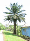 African Oil Palm (Elaeis guineensis)