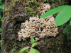 Shelf Fungus (Hydnopolyporus sp.)