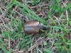 Golofa Beetle (Golofa sp.)