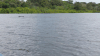 Amazon River Dolphin ssp. geoffrensis (Inia geoffrensis geoffrensis)