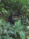 Gorilla gorilla gorilla