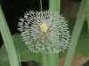 Garden Orb Weaver (Argiope sp.)