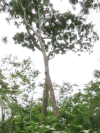 Small-leaved Dragon Tree (Dracaena mannii)