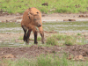 African Forest Buffalo (Syncerus caffer nanus)