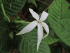 Leopold's Jasmine (Leptactina leopoldi-secundi)