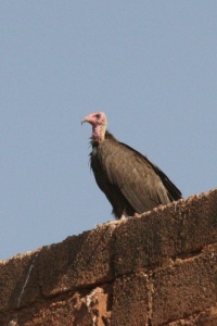 Burkina Faso bird page