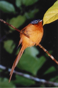 Madagascar bird page
