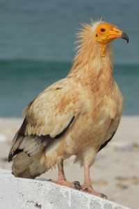 Yemen bird page