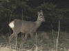 Western Roe Deer (Capreolus capreolus)