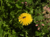 Bee Dandelion
