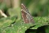 Lepidoptera fam.