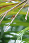 Dragonfly (Anisoptera fam.)
