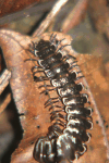 Flat-backed Millipede (Polydesmida fam.)