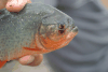 Red-bellied Piranha (Pygocentrus nattereri)