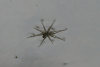Nursery Web Spider (Thaumasia sp.)