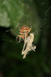 Orb Weaver Spider (Eriophora fuliginea)
