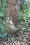 Rubber Tree (Hevea brasiliensis)