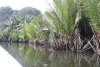 Palms Along Puteh River
