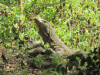 Female Komodo Dragon Digging