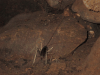 Cave Weta (Rhaphidophoridae gen.)