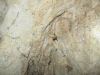 Cave Weta (Rhaphidophoridae gen.)