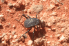 Desert Beetle (Adesmia cancellata)