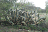 Century Plant (Agave americana)