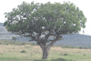 Sausage Tree (Kigelia africana)