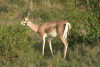 Southern Grant's Gazelle (Nanger granti granti)