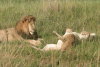 Southern Lion Couple