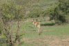 Bachelor Herd Common Impalas