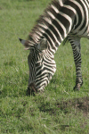 Grant's Zebra (Equus quagga boehmi)