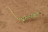 Flap-necked Chameleon (Chamaeleo dilepis)