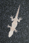 Gecko Sitting Outside Frosted