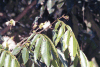 Souimanga Sunbird (Cinnyris sovimanga)