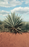 Sisal Cultivation Takes Huge