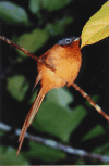 Madagascar Paradise Flycatcher (Terpsiphone mutata)