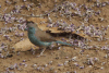 Southern Blue Waxbill (Uraeginthus angolensis niassensis)