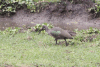 Southern Hadada Ibis (Bostrychia hagedash hagedash)