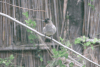 Pycnonotus barbatus layardi