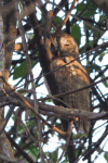 African Wood Owl (Strix woodfordii)