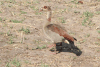 Egyptian Goose (Alopochen aegyptiaca)