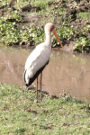 Yellow-billed Stork (Mycteria ibis)