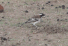 White-browed Sparrow Weaver (Plocepasser mahali)
