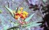 Bloodflower (Asclepias curassavica)