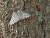 Gray Cracker ssp. ferentina (Hamadryas februa ferentina)